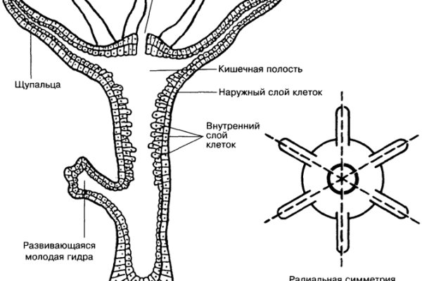 Рабочие ссылки и зеркала кракен